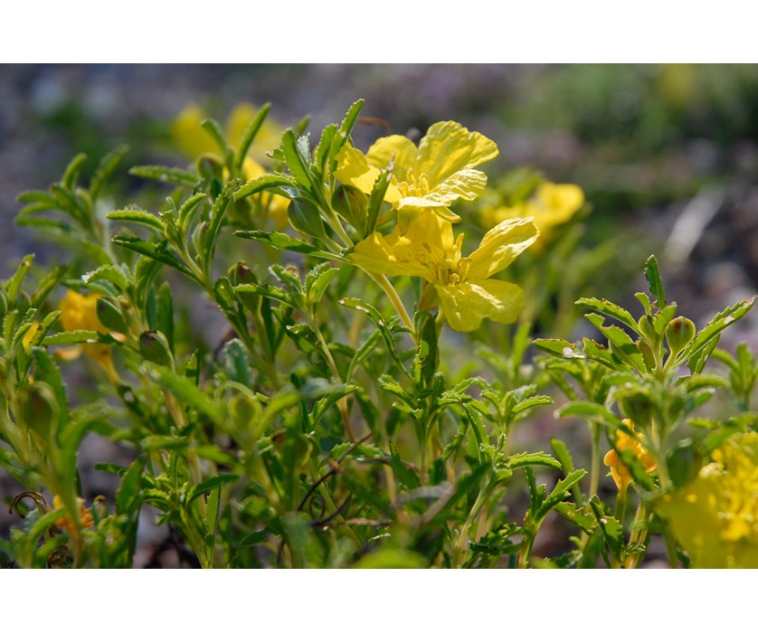 Prairie Lode Sundrops